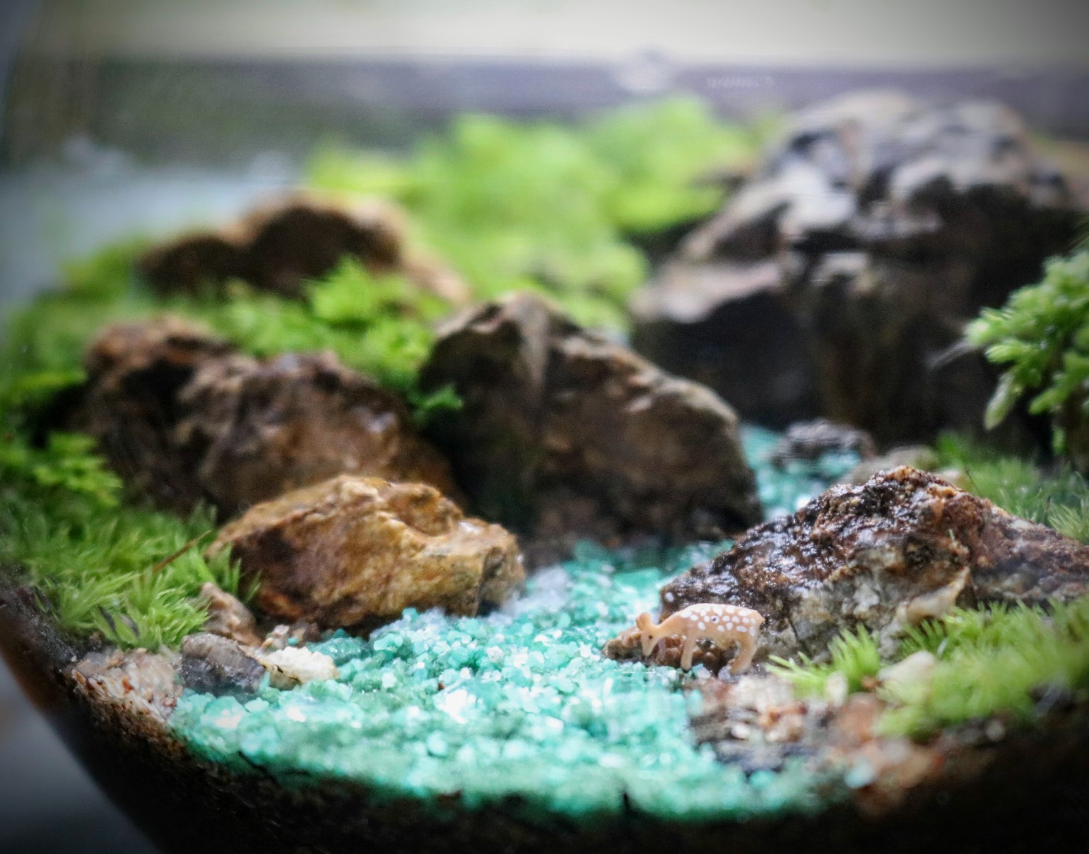 錢屋塾》植物の魅力に触れる苔テラリウム ～両手のひらの小さな地球 
